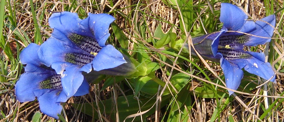 Gentiana acaulis